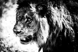 Vumbura - Male Lion at Kill2 Vumbura - Male Lion at Kill2